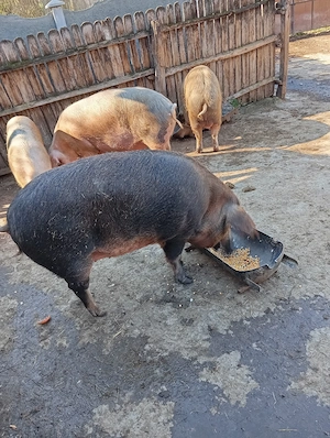 Porci de Țară. - imagine 3