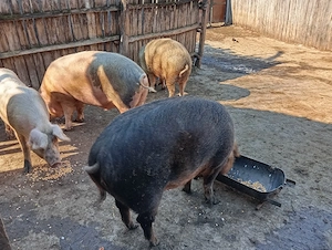 Porci de Țară. - imagine 2