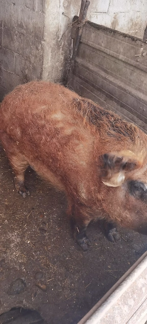 Porci mix Mangalita Pietran 