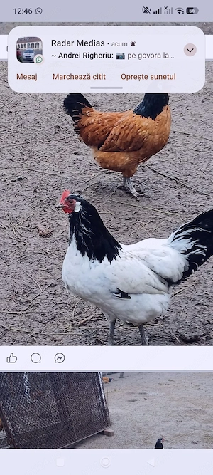 Ouă pentru incubat - imagine 5