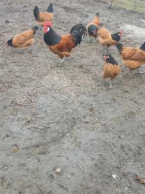 Ouă pentru incubat - imagine 4