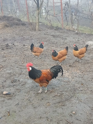 Ouă pentru incubat - imagine 2