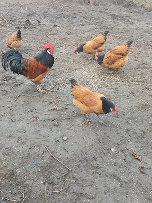 Ouă pentru incubat - imagine 3