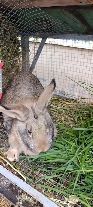 Vând iepuri crescuți natural - imagine 3