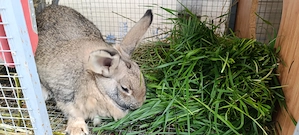 Vând iepuri crescuți natural - imagine 2