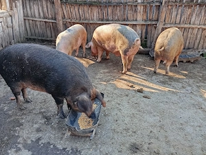 Porci Mari de Țară. - imagine 3