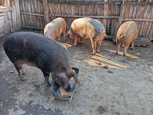Porci Mari de Țară 