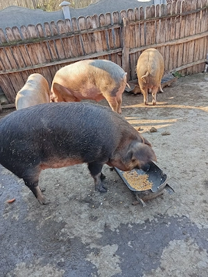Porci Mari de Țară  - imagine 3