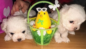 Căței bichon maltez de vanzare