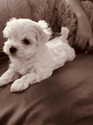 Bichon talie mica toy 6 saptamani