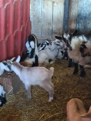 Vând iezi pentru paste  - imagine 3