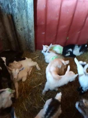 Vând iezi pentru paste  - imagine 2