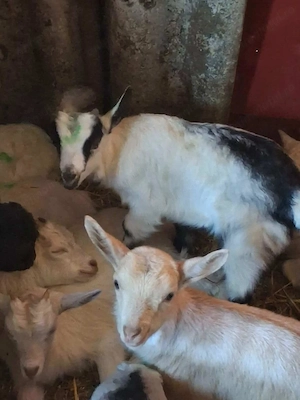 Vând iezi pentru paste  - imagine 4