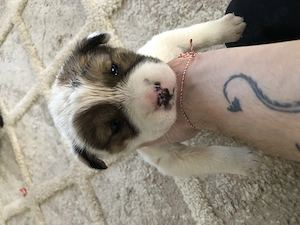 3 Pui Frumosi Sanatosi & Blanosi , Metiș Rar - imagine 3