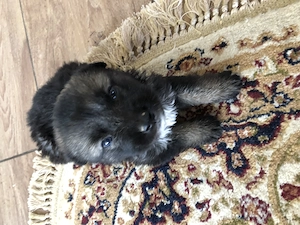 3 Pui Frumosi Sanatosi & Blanosi , Metiș Rar - imagine 2