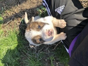 3 Pui Malinois si Caucazian