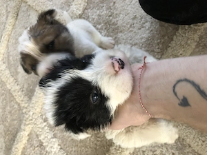 3 Pui Frumosi Sanatosi & Blanosi , Metiș Rar - imagine 4