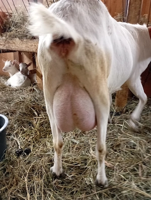 Vind ieduțe și capre cu lapte rasa sannen