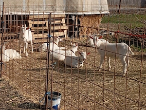 Vind ieduțe și capre cu lapte rasa sannen - imagine 4