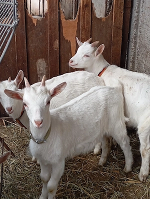 Vind ieduțe și capre cu lapte rasa sannen - imagine 3