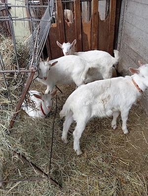 Vind ieduțe și capre cu lapte rasa sannen - imagine 2