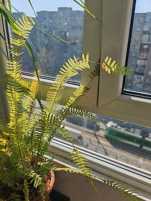 3 camere stradal Crângași BCR  - imagine 10