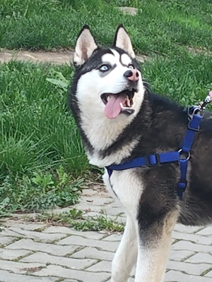 Husky Siberian femelă, 6 luni  - imagine 2