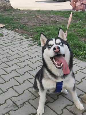 Husky Siberian femelă, 6 luni  - imagine 4