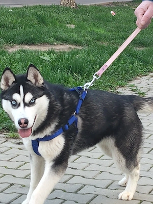 Husky Siberian femelă, 6 luni  - imagine 3