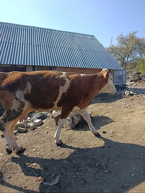 Vând vacă tânără pentru abator - imagine 2