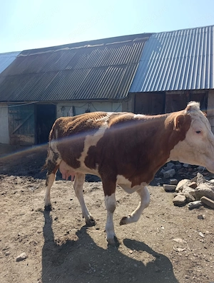 Vând vacă tânără pentru abator