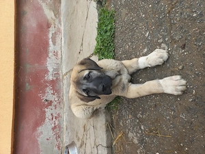 Pui ciobănesc Malakli pur cu pedigree - imagine 2