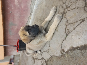 Pui ciobănesc Malakli pur cu pedigree - imagine 4