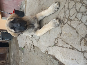 Pui ciobănesc Malakli pur cu pedigree - imagine 3