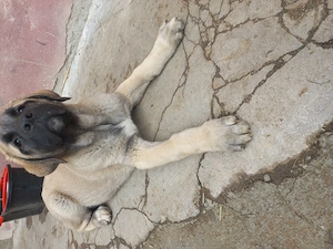 Pui ciobănesc Malakli pur cu pedigree - imagine 5