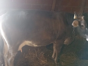 vaca de vânzare 8 ani 