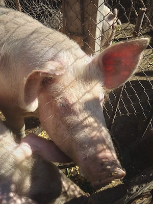 Porc de Carne 15 lei kg 