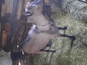 Vind tap alpin francez 