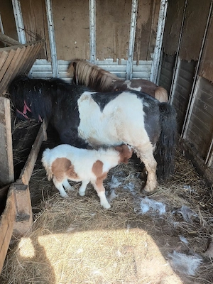 vând ponei - imagine 4