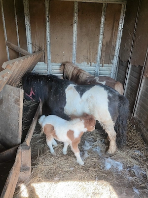 vând ponei - imagine 3