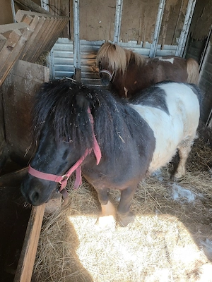 vând ponei - imagine 2