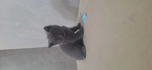 British Shorthair Fetita              