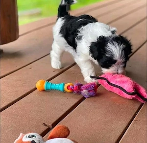 Fetița Bichon Havanez  - imagine 3