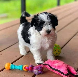 Fetița Bichon Havanez  - imagine 2