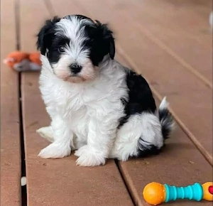 Fetița Bichon Havanez 