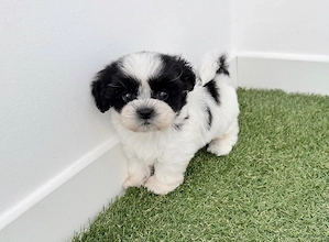 Bichon Havanez fetița talie mica