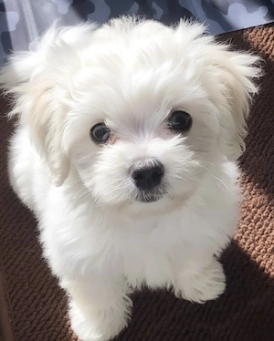 Bichon maltez talie mică 1000 lei