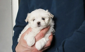 Bichon maltez 1300 lei - imagine 2