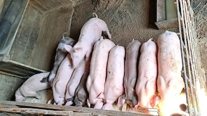 Vând purcei de carne - imagine 2