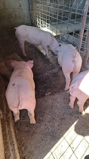 Vând purcei de carne - imagine 4